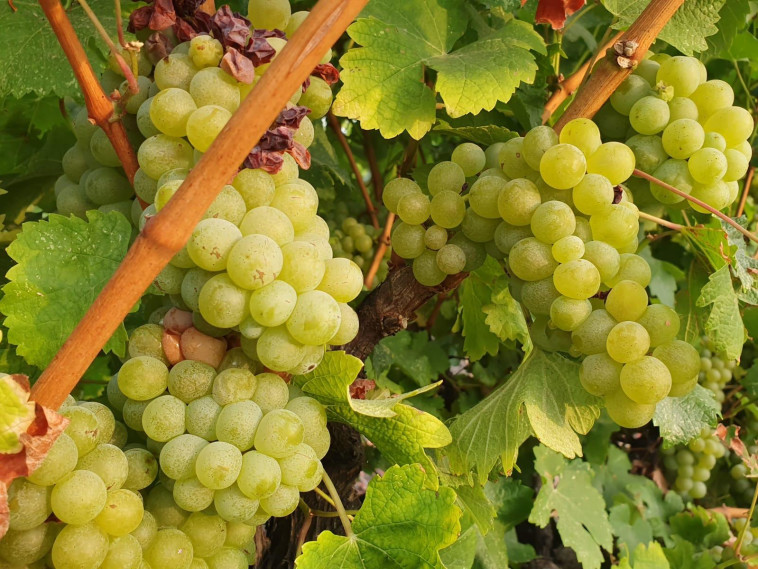 בציר, יקבי כרמל 