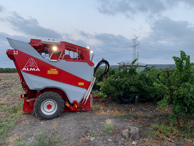 בציר, יקבי כרמל 