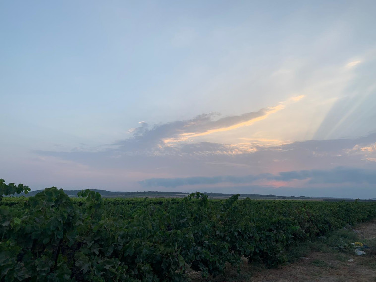 בציר, יקבי כרמל 