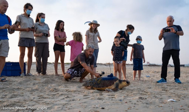 שחרור צב הים כפיר