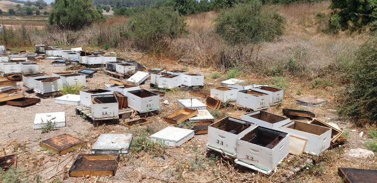 גניבת חלות דבש