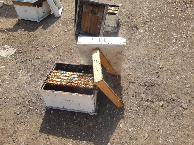 גניבת חלות דבש