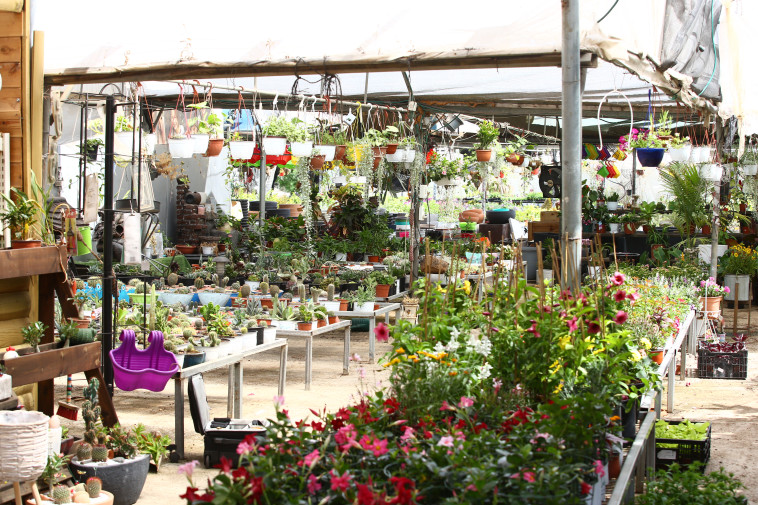 משתלת חלא בטירה