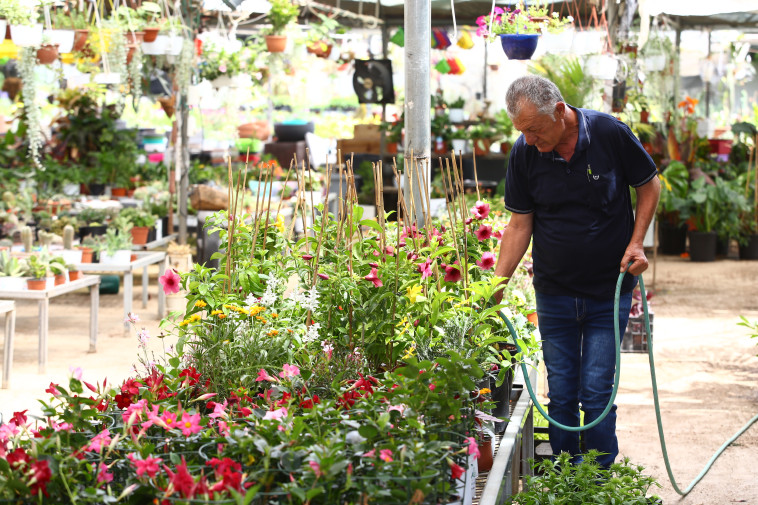 משתלת חלא בטירה