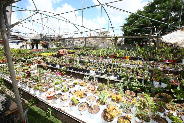 משתלת חלא בטירה