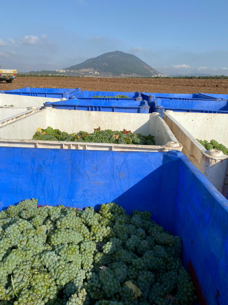 יקב תבור - בציר ידני 