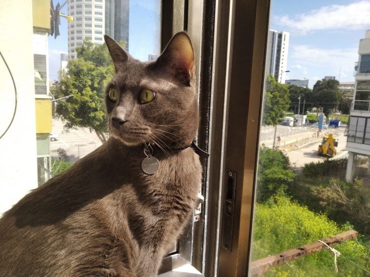 חתול תל אביבי