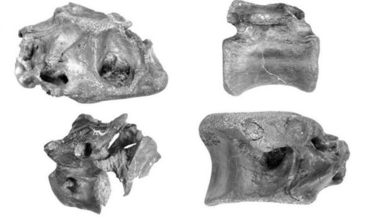 עצמות הדינוזאור שהתגלו (צילום: אוניברסיטת סאות'המפטון)