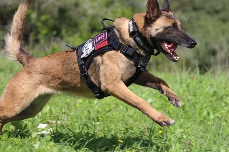 כלב חילוץ ביחידת הכלבנים