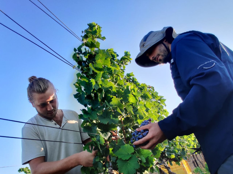 בציר 2020 - יקב הרי גליל