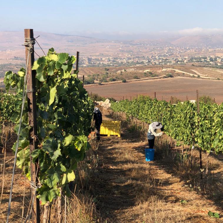 יקב הרי גליל - בציר 2020