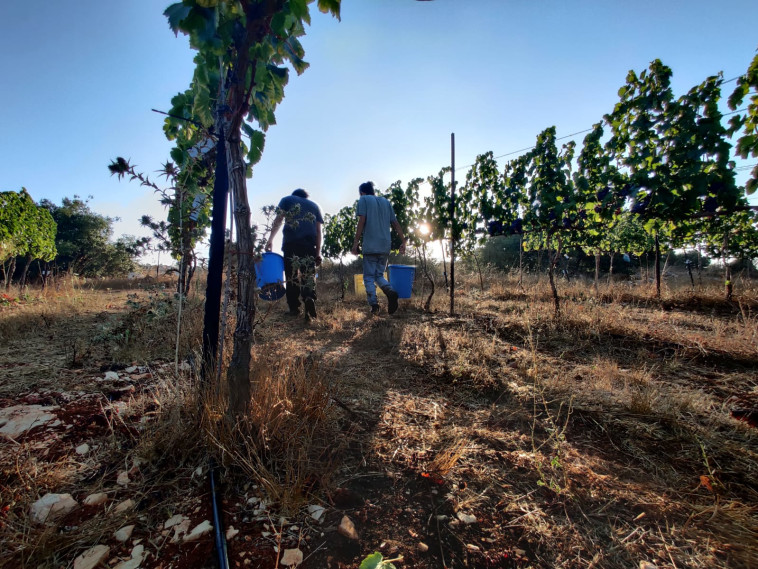 יקב הרי גליל - בציר 2020