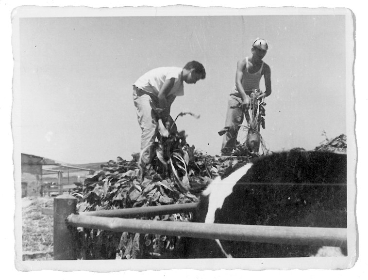 עבדתי בחציר ובסלק סוכר