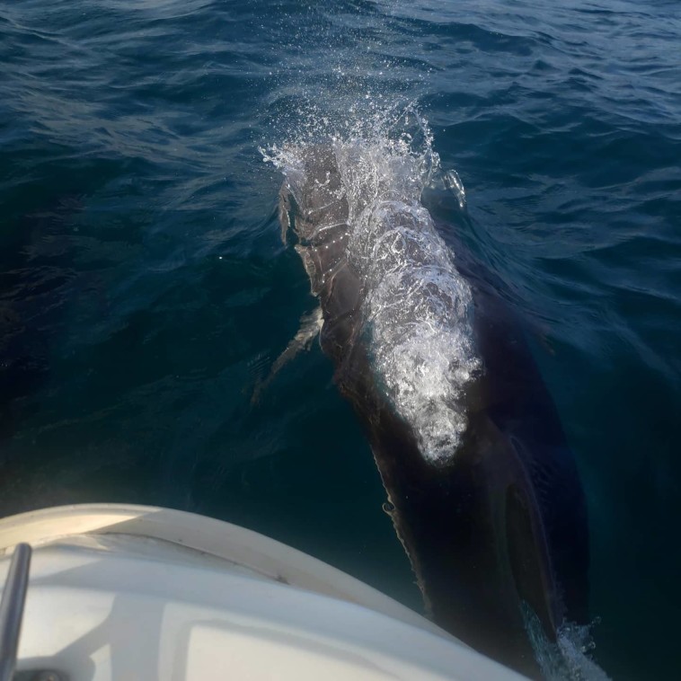 דולפין ים תיכוני מול חופי חיפה