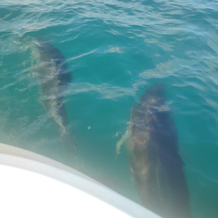 דולפין ים תיכוני מול חופי חיפה (צילום: אורן סולומון באדיבות מחמלי)