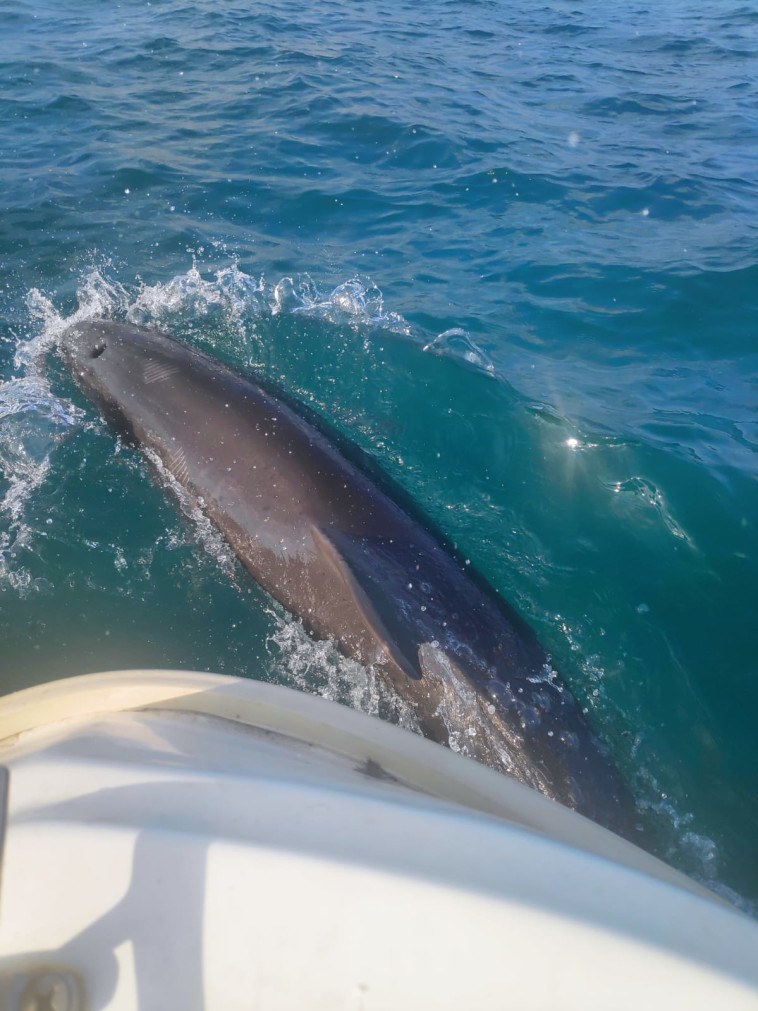 דולפין ים תיכוני מול חופי חיפה (צילום: אורן סולומון באדיבות מחמלי)