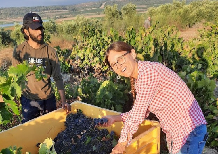 יקב רקנאטי, בציר 