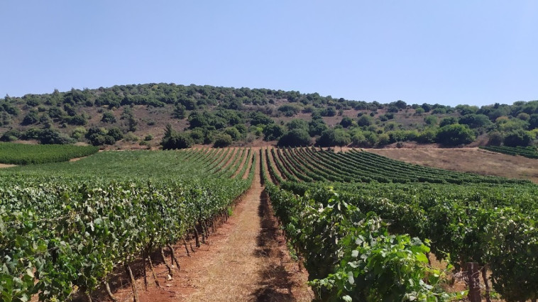 יקב רקנאטי, בציר 