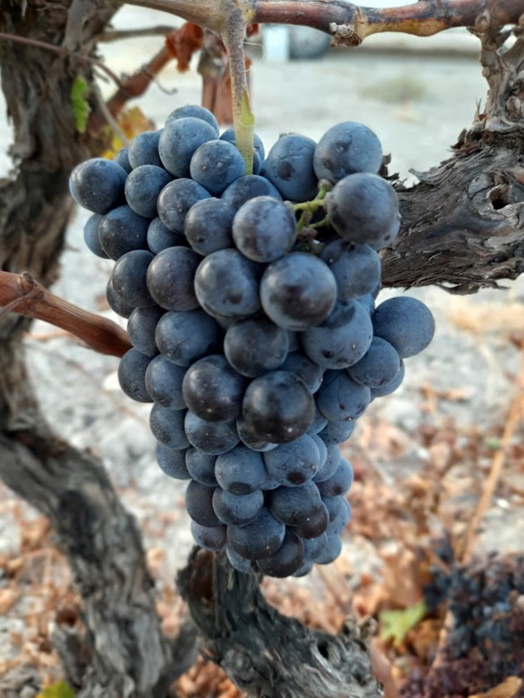 יקב רקנאטי, בציר 