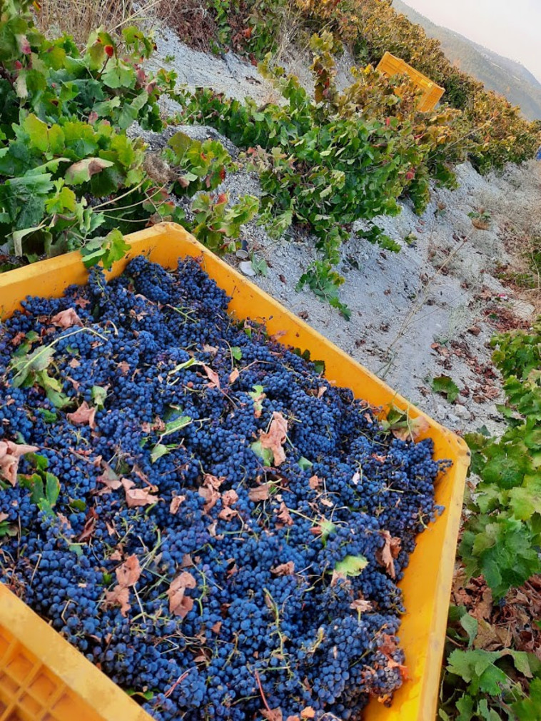 יקב רקנאטי, בציר 2020 