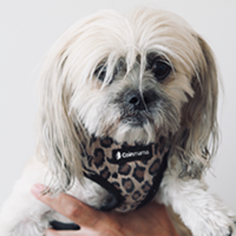 הכלבה ליצ'י