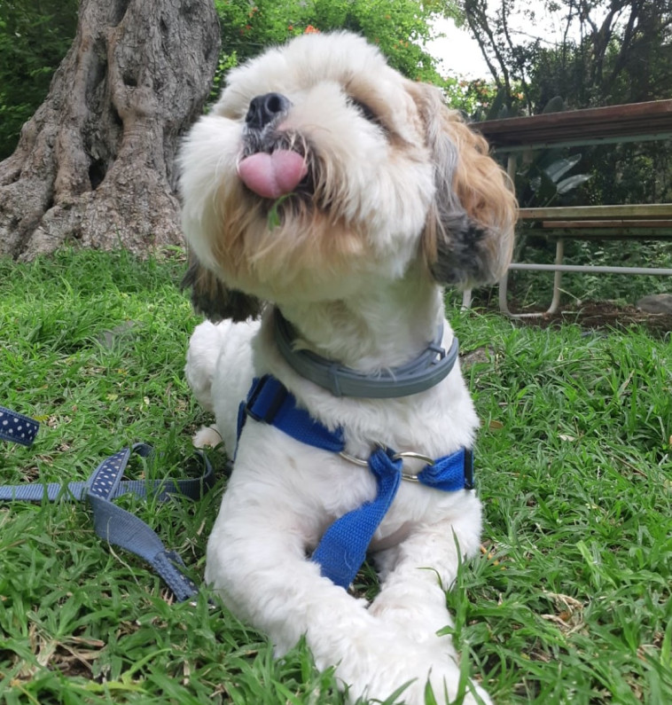 כלב נח במהלך טיול בצפון