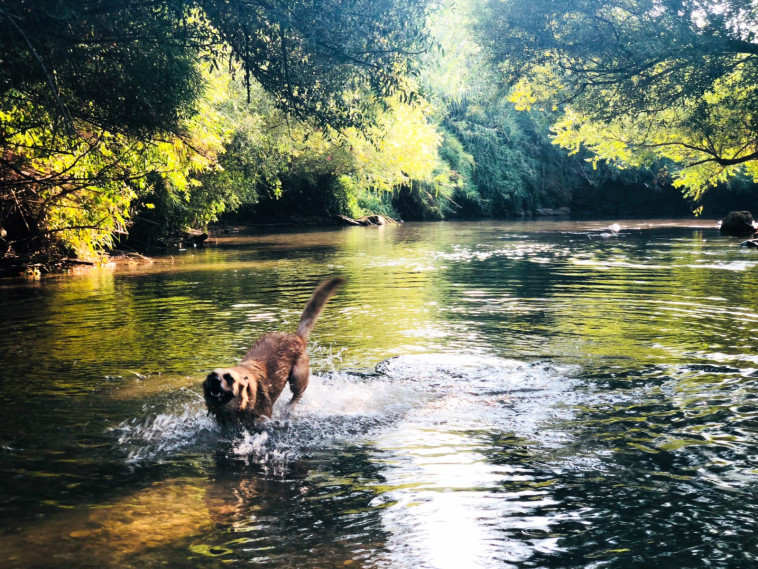 כלב משתכשך במים