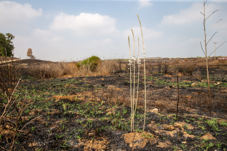 פריחת החצב בעוטף עזה