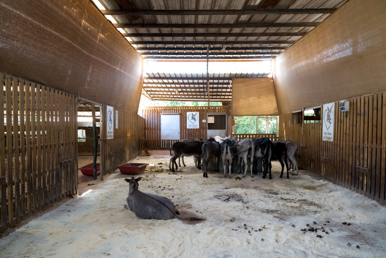 החמורים בחוות האימוץ