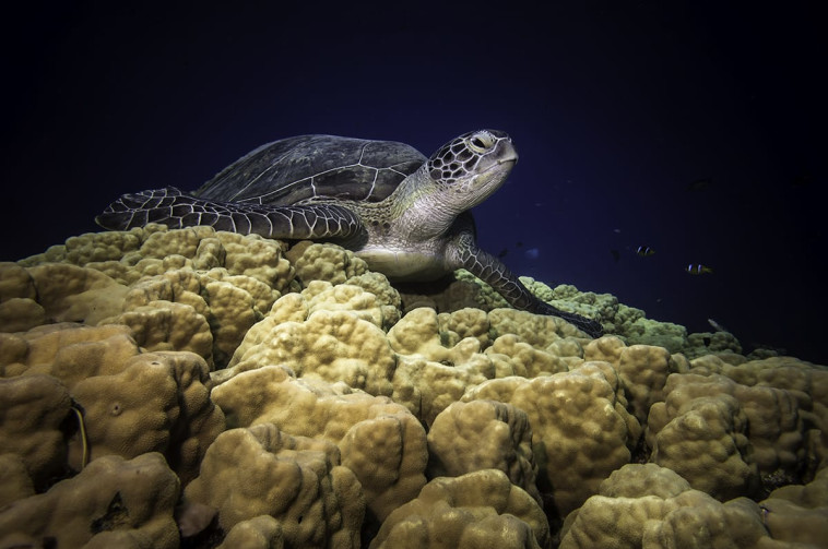 צב ים במפרץ אילת 