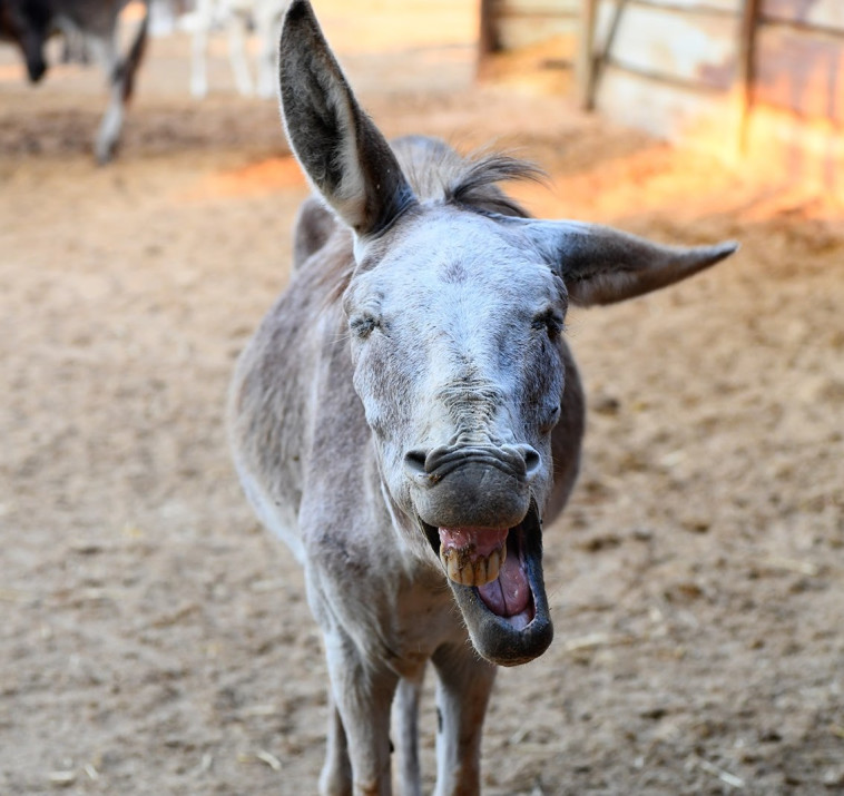 חמור מאושר בחוות האימוץ