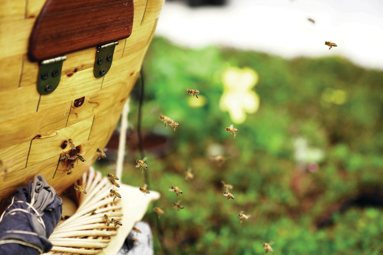 כוורת דבורים
