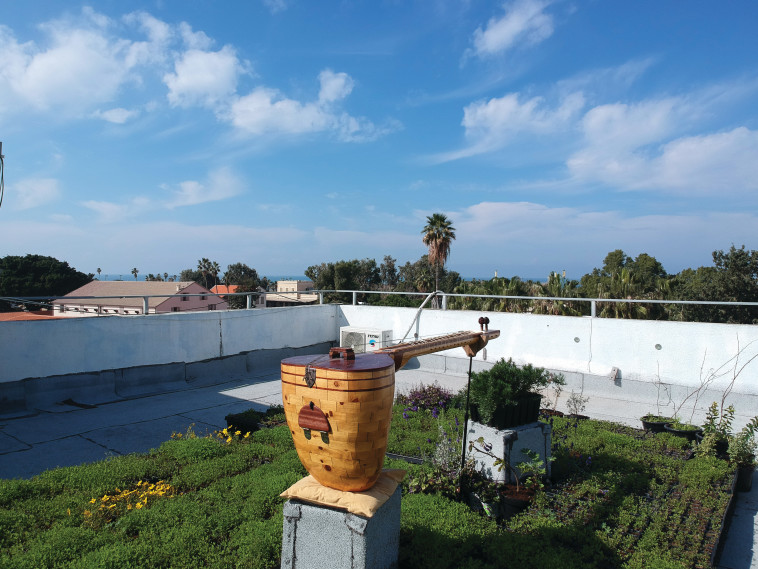 כוורת דבורים