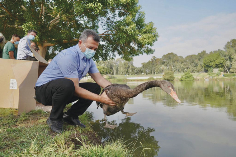 ראש עיריית רמת גן משחרר את הברבורים