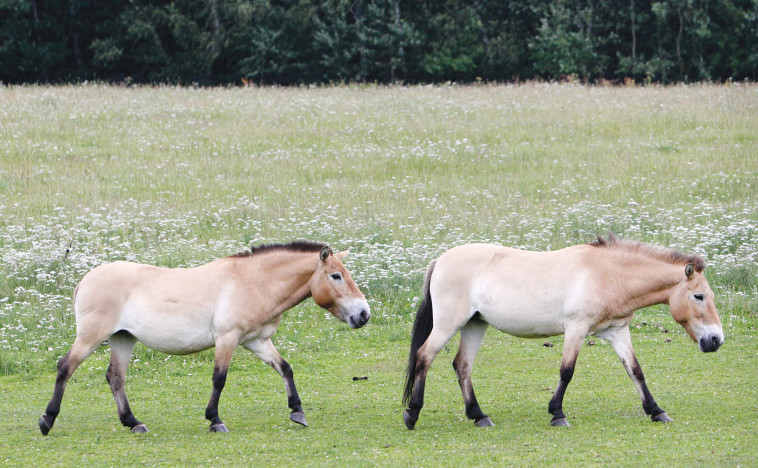 שני סוסי בר מסוג פז'בלסקי (צילום: רויטרס)