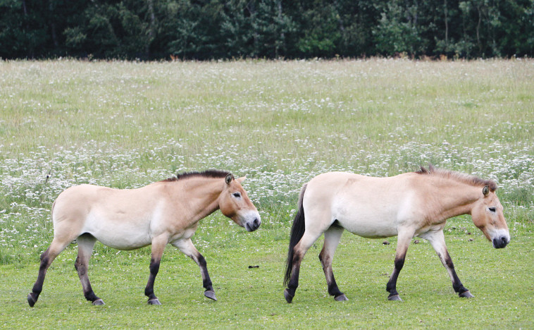 שני סוסי בר מסוג פז'בלסקי