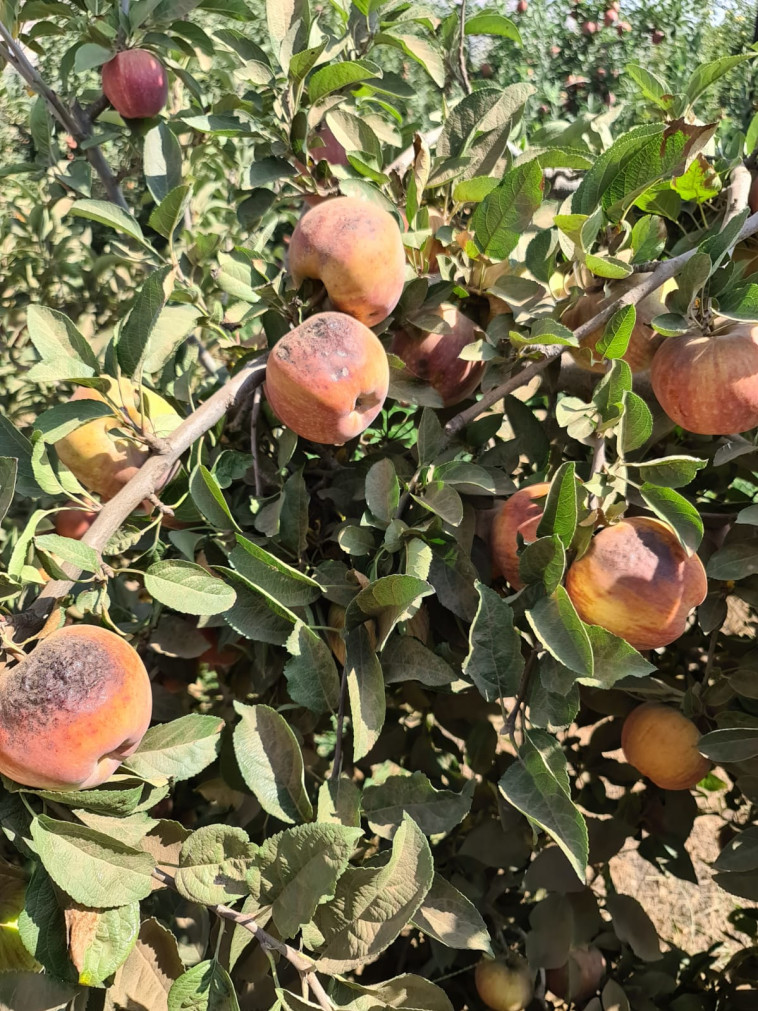 תפוחי סטארקינג אדומים ברמת הגולן (צילום: מוחמד בשיר)