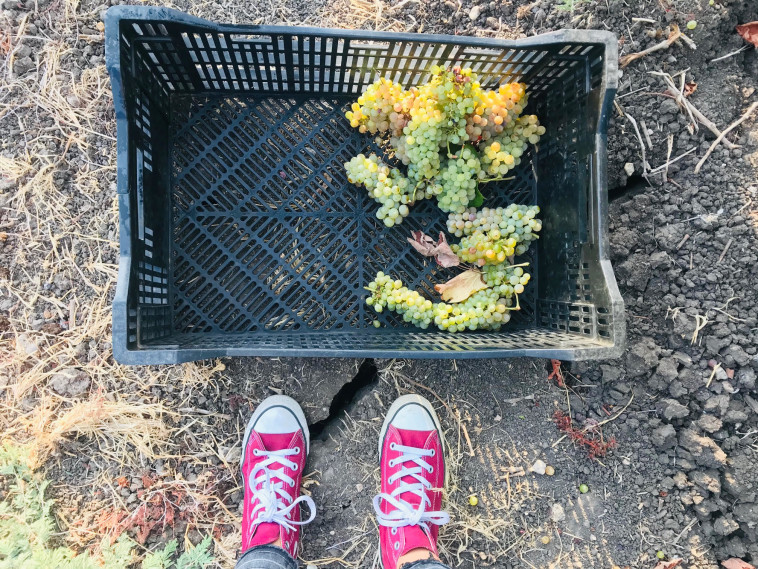 לא חו''ל ולא נעליים 