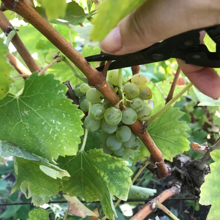 בציר ביקב ויתקין 