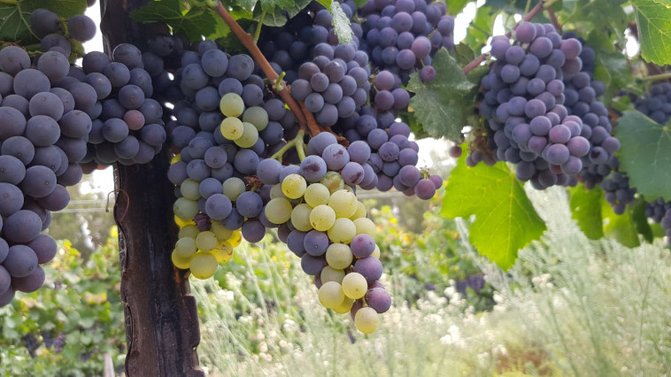 בציר 2020 - יקב טפרברג 