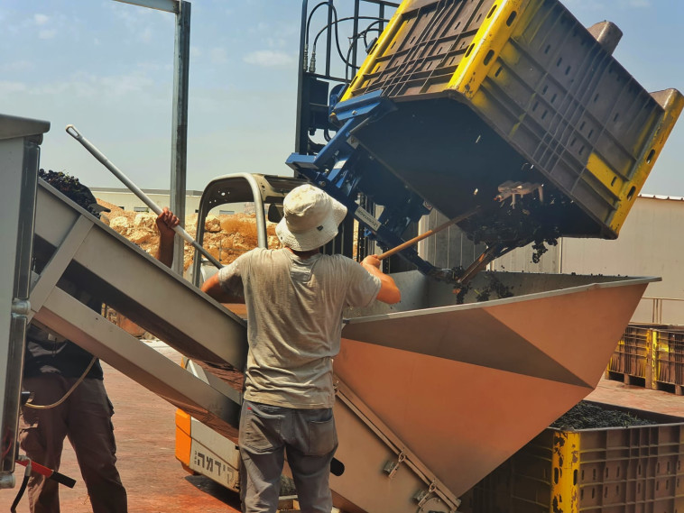 יקב טפרברג - בציר 2020