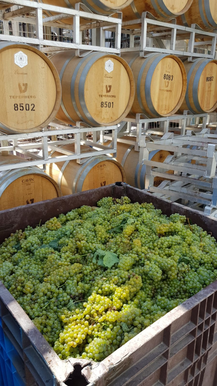 יקב טפרברג - בציר 2020