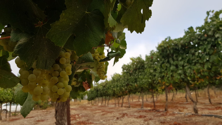 יקב טפרברג - בציר 2020