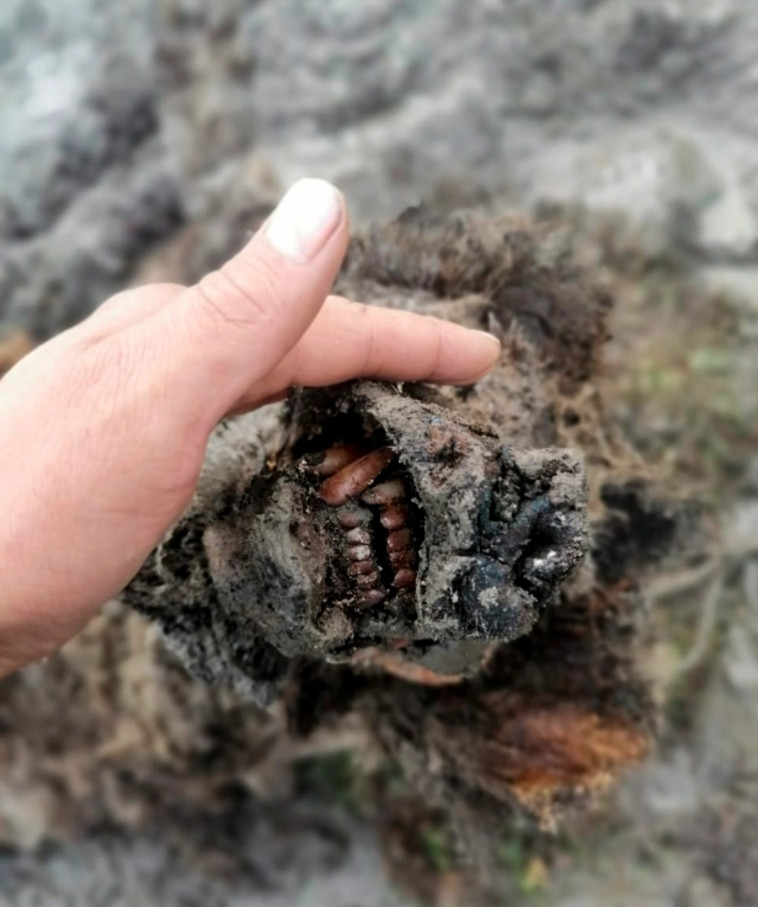 הדוב שנמצא בסיביר