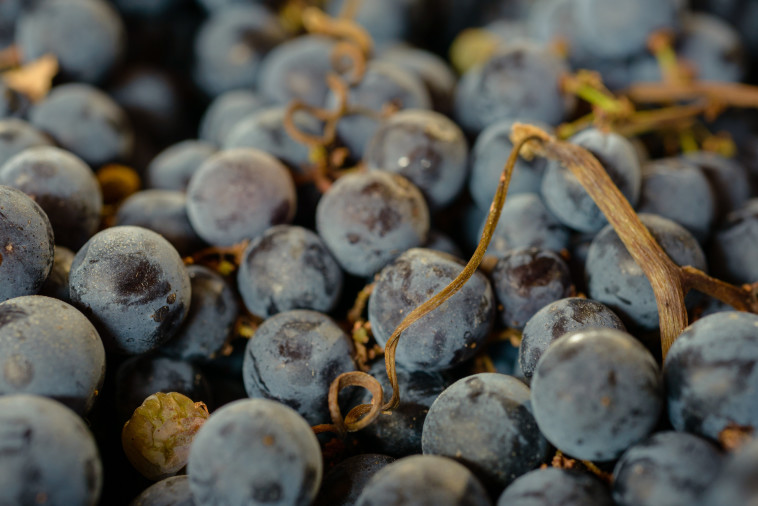 יקב טנוטה קאבוטה - ענבים בייבוש 