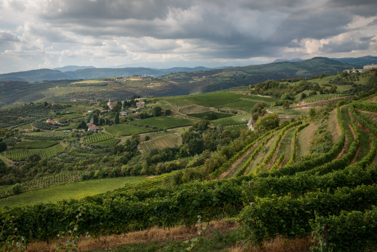 יקב טנוטה קאבוטה - כרמים 