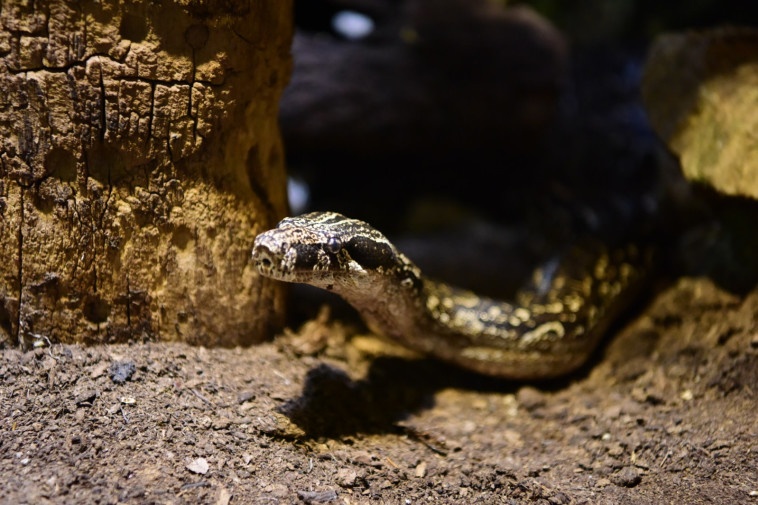 נחשת הבואה שהשריצה את הנחשונים 
