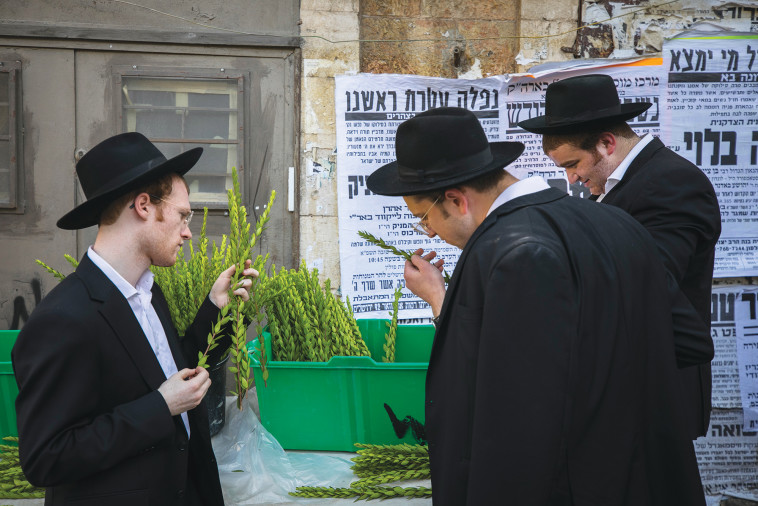 חרדים נערכים לסוכות, ללא מסכות