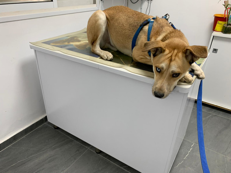 הכלב שעבר התעללות בבת ים