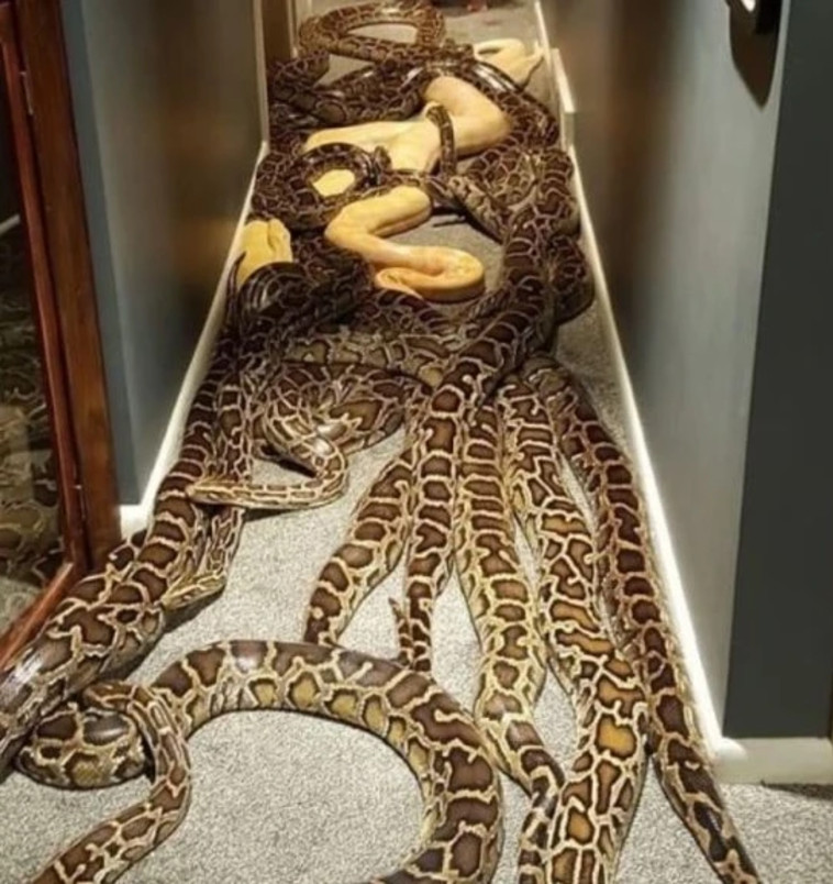 נחשי הפיתון הבורמזיים בביתו של בון 